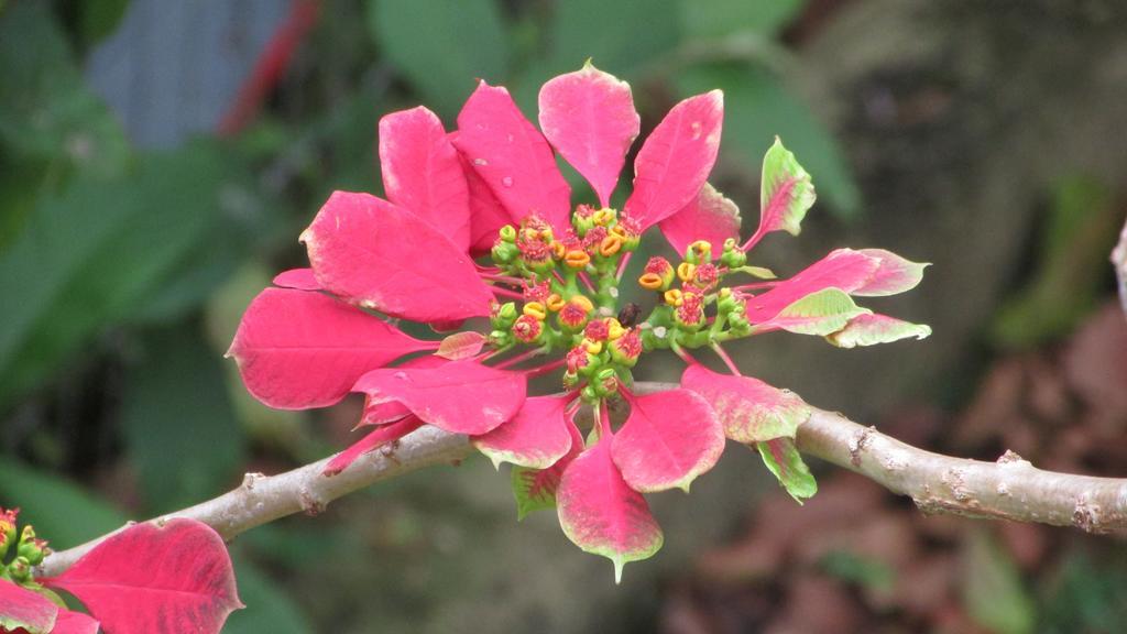 Pousada Laranja Lima Praia do Rosa Exteriér fotografie